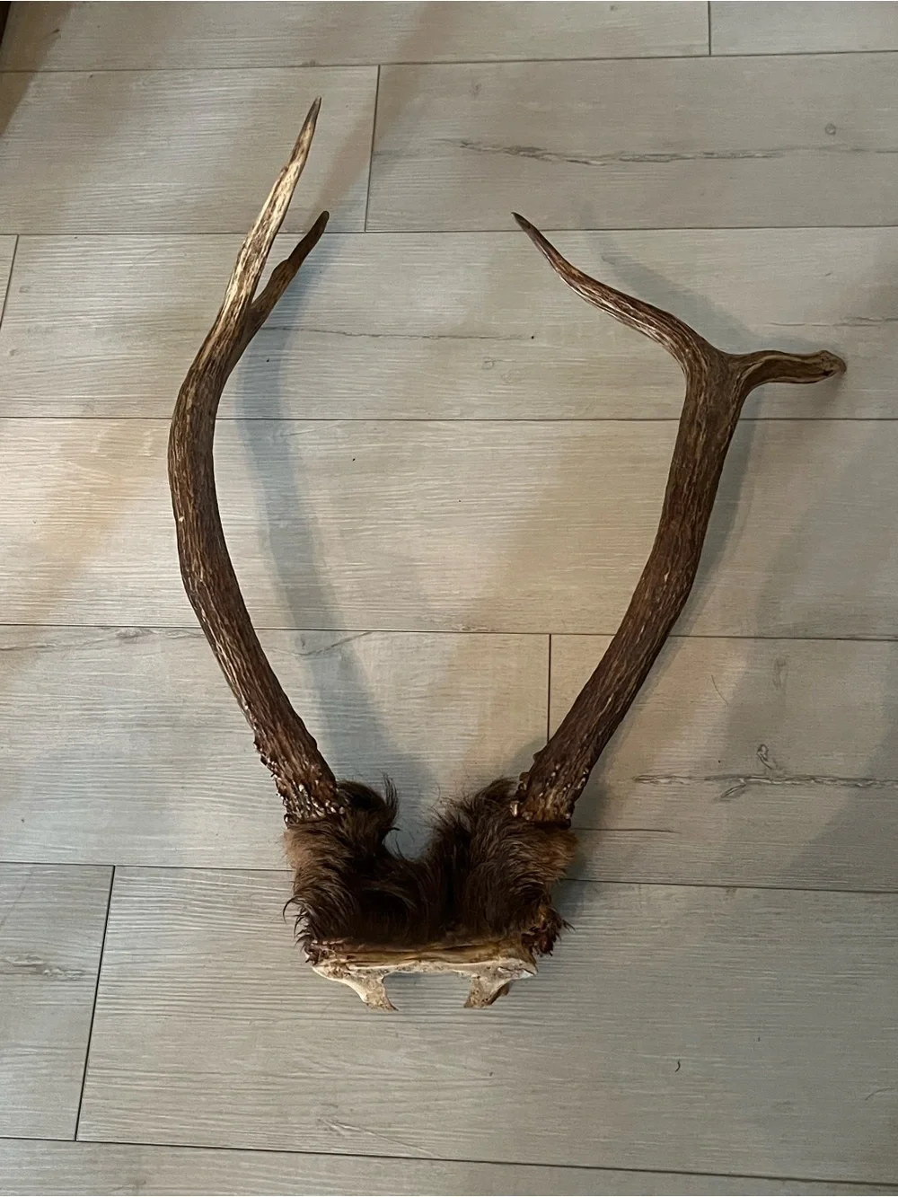Rustic Brown elk  Antler Wall Decor - Unbranded